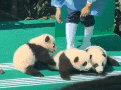 团子丰收了!2018级新生熊猫宝宝闪亮登场,萌到流鼻血!