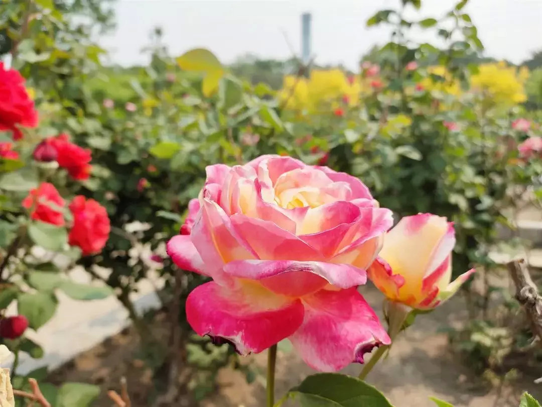 feng爆北京月季文化节花中皇后驾临花卉大观园