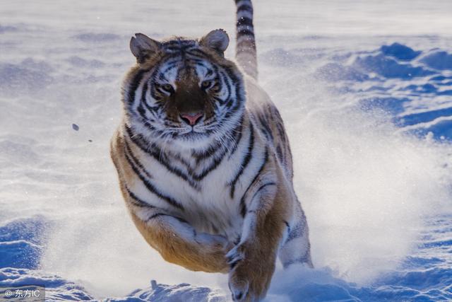 陈懂票大乐透18094期预测:一注6+1大步向前走