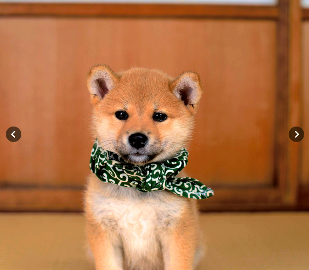 萌萌柴犬驾到!日本《和风总本家》第20代豆助首次亮相