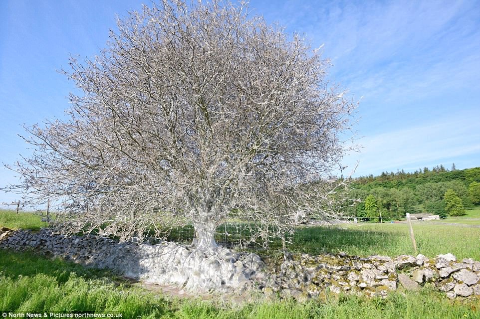 瘆人!英国约克郡大树被毛毛虫网全覆盖
