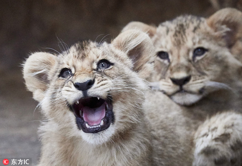 据悉,这四只狮子幼崽出生于2017年12月第,其中三只雄性,另外一只为