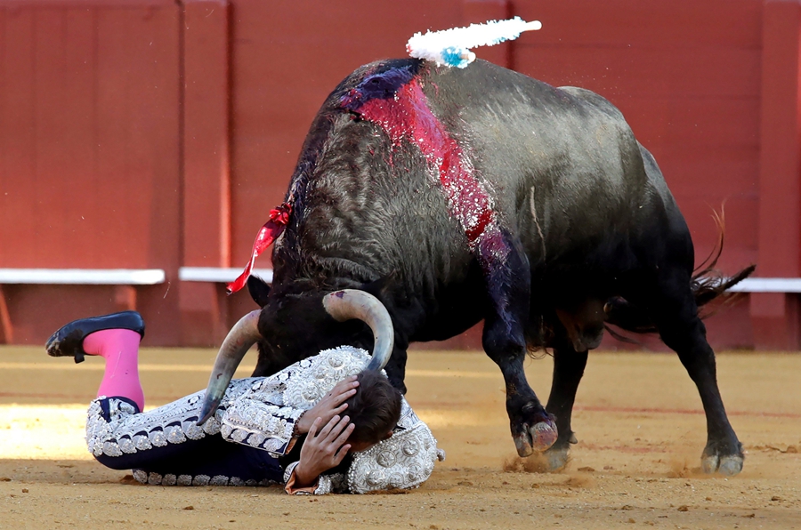 西班牙"四月节"惊险一幕 斗牛士抱头躲避蛮牛冲撞