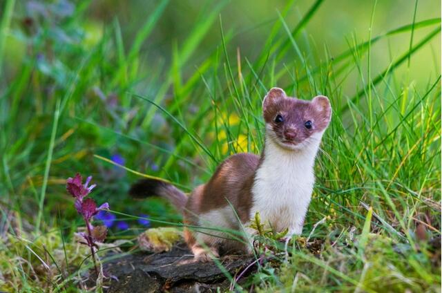鼬鼠当选2018瑞士年度动物 环保组织吁保护其栖息地