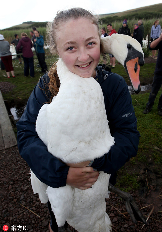 英天鹅体检 伸长脖子"逃脱"画风搞笑