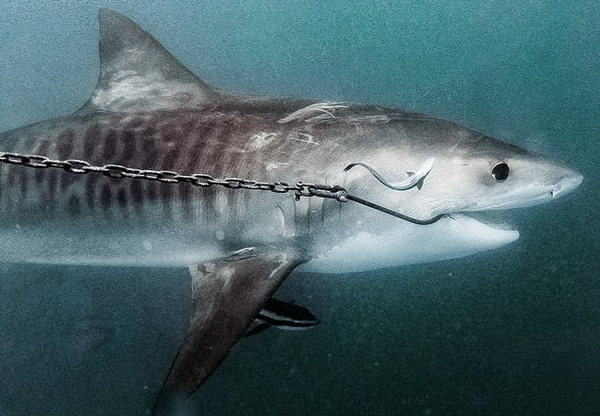 (近日,澳大利亚环保组织发布了一些死相凄惨的鲨鱼图片.