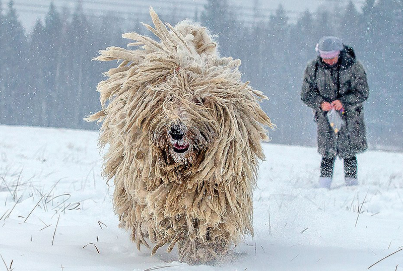 俄科蒙多尔犬雪地拍写真 拖把印象深入人心