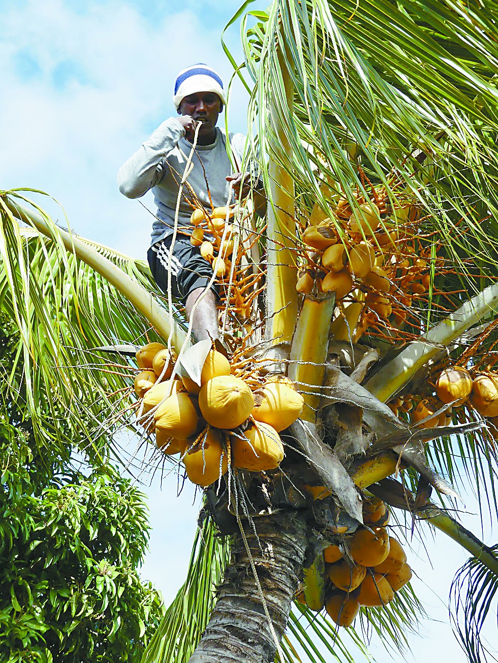 旅游 旅游新闻 出游 正文 卖椰子的大叔告诉我,毛里求斯的卖椰人常常