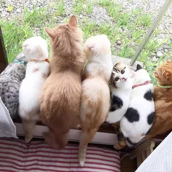 家里有十只猫是一种什么样的体验?日常堪比大型吸猫现场