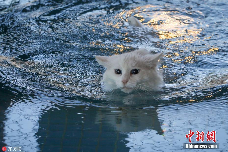 土耳其凡城,土耳其凡猫在"凡猫之家"( van cat house)的专属泳池游泳
