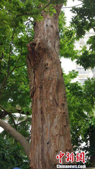 海南农垦一株近60岁枯死黄花梨树拍卖264万元