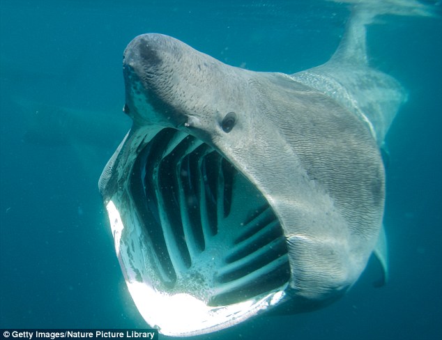 科学家发现姥鲨速度惊人 是游泳运动员2倍