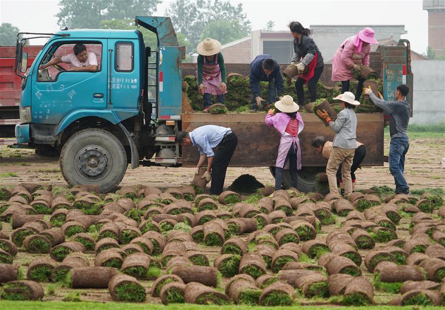 绿草皮里的致富经:农民通过多种方式增收