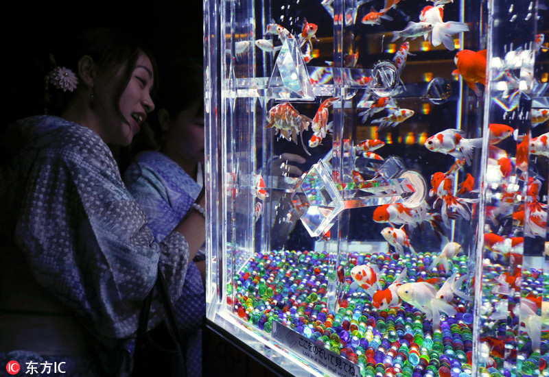 日本东京举办"艺术水族馆"8000条金鱼和锦鲤供人们观赏(视频)