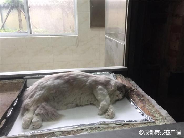 女主人价值3万元的猫坠楼身亡找维修工索赔,施工方:正调查