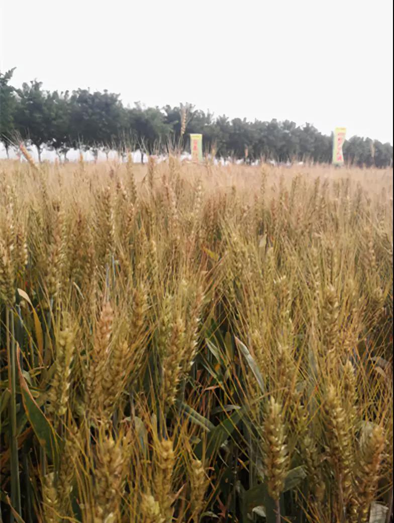 1528713075106658.jpg 06.jpg