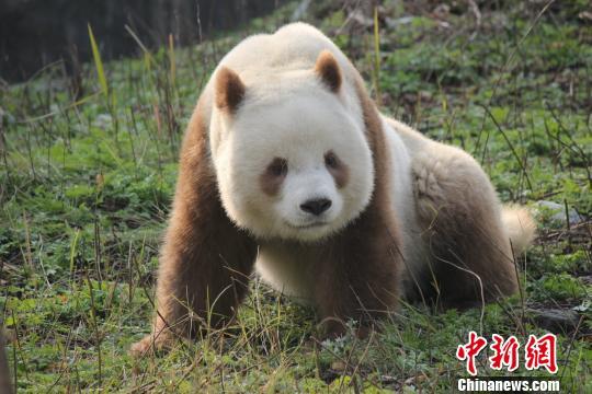 大熊猫七仔. 李萍 摄