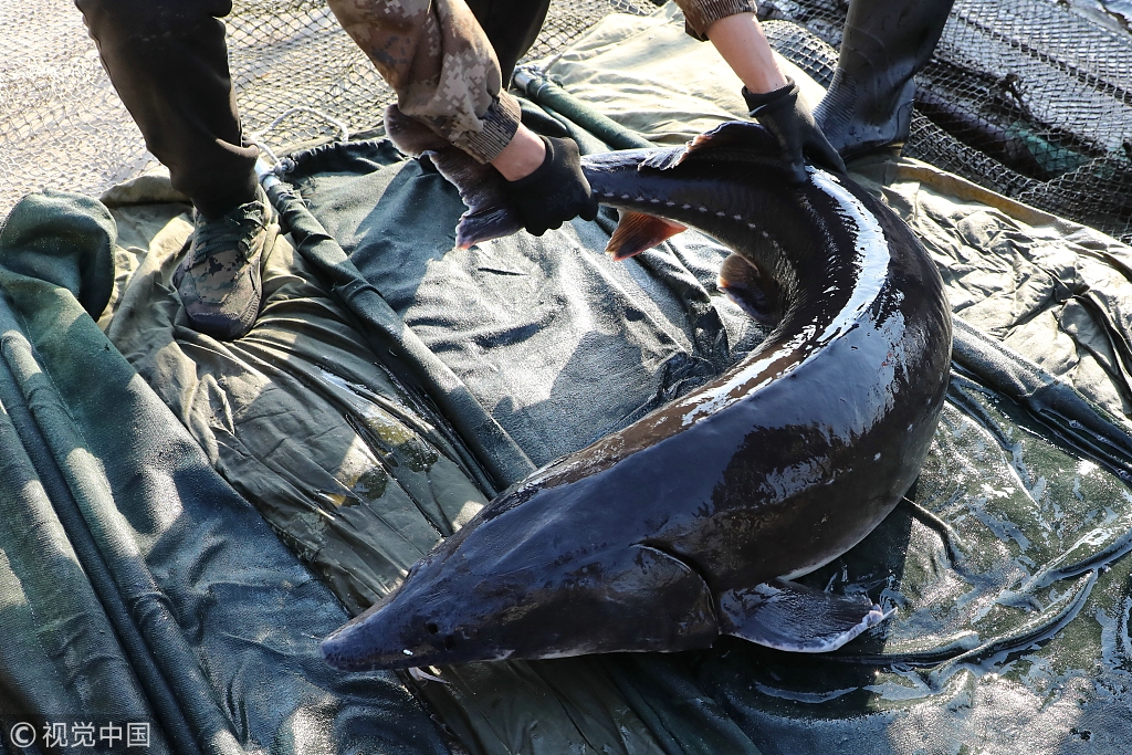 鸭绿江捞出1米9长大鱼 68条估价超600万元