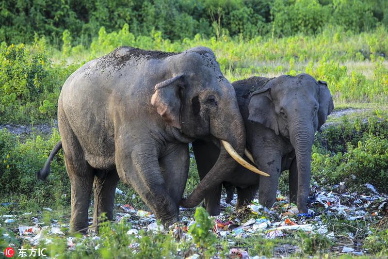 心疼!印度大象以垃圾为食 环境污染令人心忧