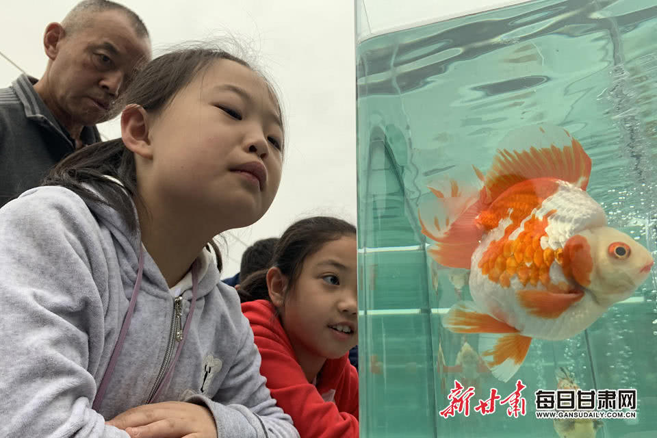 快来看 这是兰州第一次金鱼科普展哦 环游号