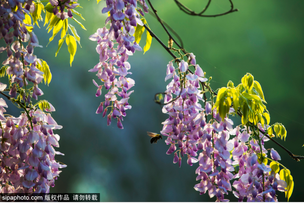 京城紫藤花开 北京植物园 环游号